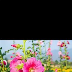 Meet your Posher, Simone